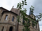 Der Luther-Apfelbaum im Kirchgarten (Foto: R. Englert)