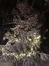 Der Weihnachtsbaum am Kirchenportal  (Foto: Simone Henkel )