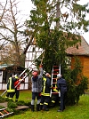Aufbau der Weihnachtstanne (Foto: Wegner)
