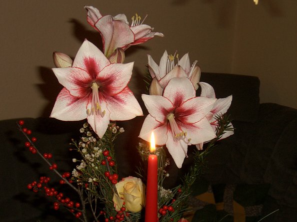 bei unsern Pfarrer zu Hause (Foto: F.Büttner)