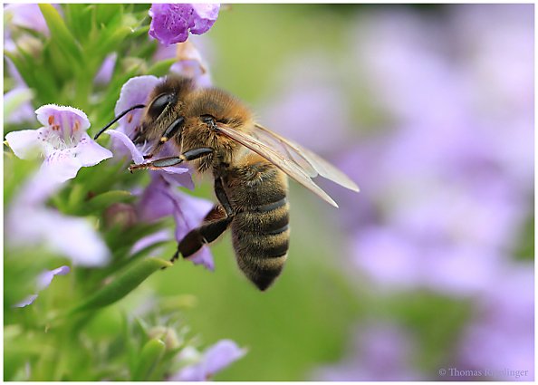 Biene (Foto: privat)